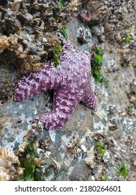 Starfish At The Pier In Ocean Shores, Washington.