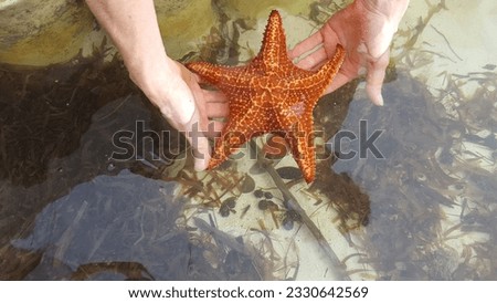 Starfish at Starfish Point Grand Cayman