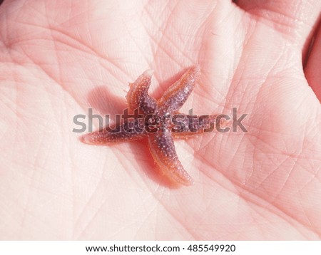 Similar – Foto Bild StarFish Seestern Meer