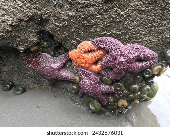 Starfish at Ruby Beach WA