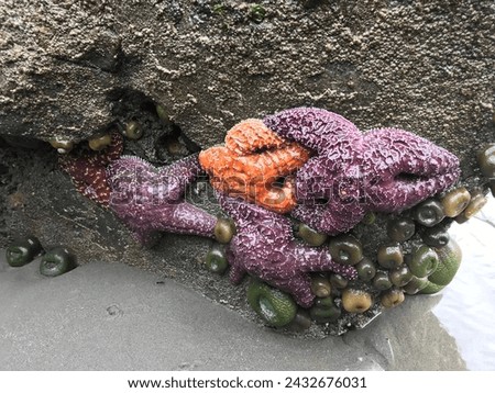 Starfish at Ruby Beach WA