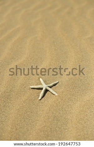 Similar – Shovel and starfish on the beach