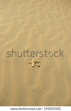 Similar – Sea snails on the beach