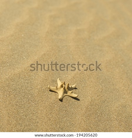 Similar – Shovel and starfish on the beach