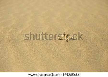 Similar – Sandy beach with starfish and snails