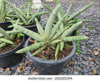 Starfish Sansevieria Looks Like A Half Starfish A Succulent Plant The Cylindrical Leaves With A Pointed Tip Can Be Planted For Decoration. It Can Be An Air Purifier.