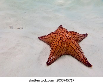 Starfish. Saona Island In Dominican Republic