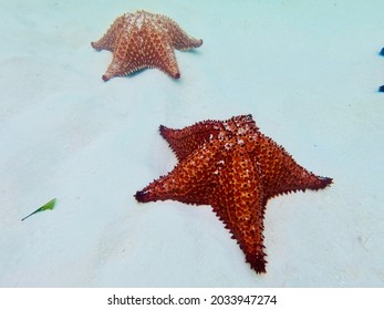 Starfish. Saona Island In Dominican Republic