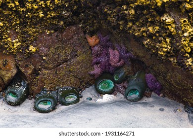 Starfish And Sea Anemone At Low Tide At Cape Scott Provincial Park