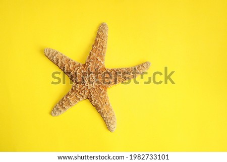Starfish sea animal on yellow background, seastar