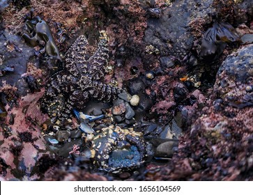 Starfish Or Sea Star Under Water In A Pacific Ocean Tide Pool At The Fitzgerald Marine Reserve In Northern California, Bay Area South Of San Francisco