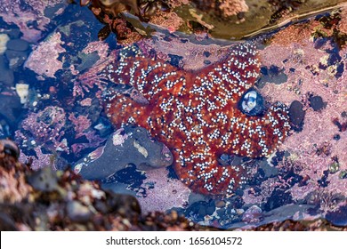 Starfish Or Sea Star Under Water In A Pacific Ocean Tide Pool At The Fitzgerald Marine Reserve In Northern California, Bay Area South Of San Francisco