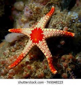 2,177 Big star fish Images, Stock Photos & Vectors | Shutterstock