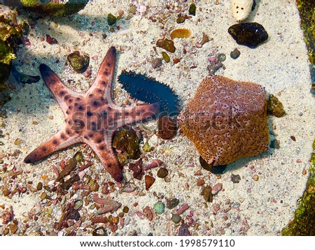 Starfish or sea stars are star-shaped echinoderms belonging to the class Asteroidea. Starfish are marine invertebrates and also known as Asteroids. Selective focus, top view