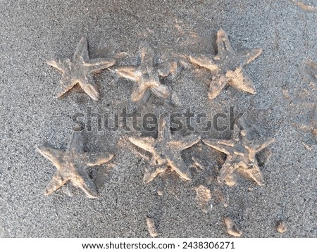 Starfish or sea stars are star-shaped echinoderms belonging to the class Asteroidea. Common usage frequently finds these names being also applied to ophiuroids, which are correctly referred to as brit