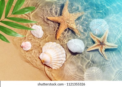 Starfish And Seashell On The Summer Beach In Sea Water. Summer Background. Summer Time.