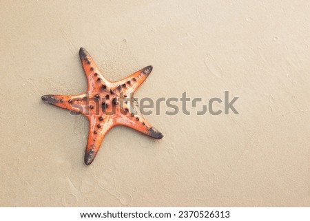 starfish shell on the sandy beach summer tropical concept. Beautiful of wildlife.