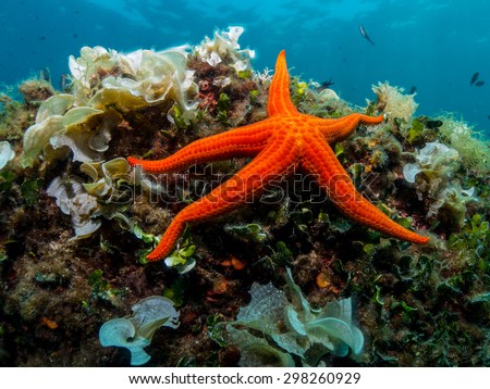 Starfish and sponge of the Mediterranean Sea. 