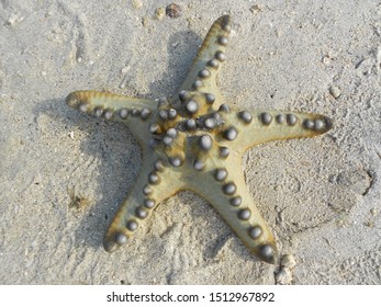 Starfish Star Shaped Animals Live Sea Stock Photo 1512967892 | Shutterstock