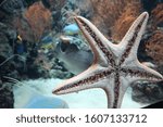 Starfish are star-shaped echinoderms belonging to the class Asteroidea.