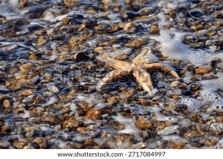 A starfish stranded on shingle