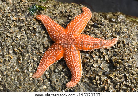 A starfish in a strange position on a beach or on rocks, looking dead.