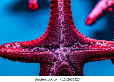 Starfish stuck to the window