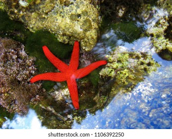 
Starfish Under Wather In The Sea