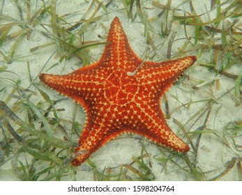 Starfish Underwater In Grand Cayman 