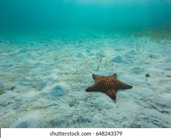 Starfish Underwater Over White Sand An Sea Grass.