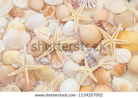 Starfishes and different seashells 