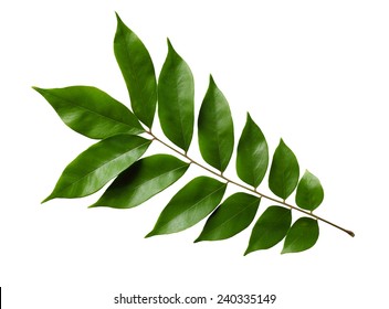 30,938 Star fruit leaves Images, Stock Photos & Vectors | Shutterstock