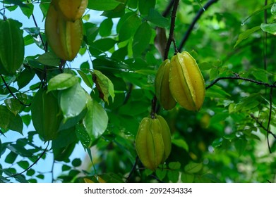 Starfruit dish on tree branch after rain. Starfruit growing in tropical private garden. Starfruit juice like good choise for relax. Starfruit closeup.