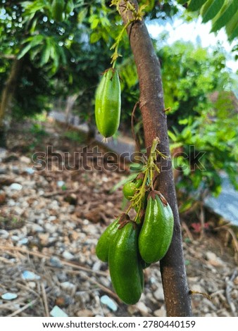 starfruit in the garden as a complement to cooking