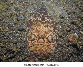 Stargazer Fish の画像 写真素材 ベクター画像 Shutterstock