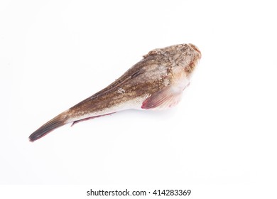 Stargazer Fish の画像 写真素材 ベクター画像 Shutterstock