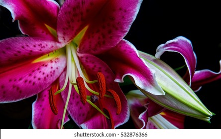 Stargazer Lilly