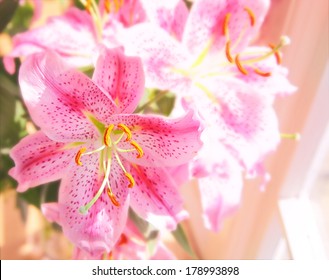 Stargazer Lily 