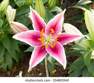  Stargazer Lily.