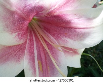 Stargazer Lily