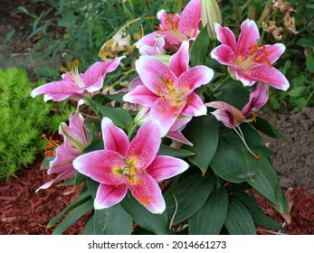 Stargazer Lily Plant Growing Outdoors In A Garden