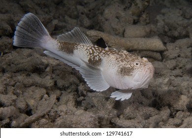 Stargazer Fish の画像 写真素材 ベクター画像 Shutterstock