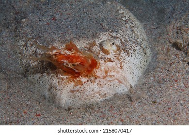 Stargazer It Sticks Out Its Tongue To Bait Its Prey