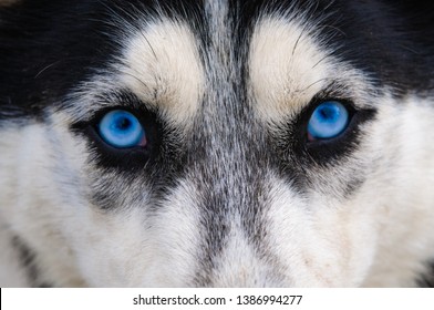 Staring And Angry Look At The Photographer, Blue Wolf Eyes