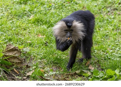 A staring beard monkey with a bell pepper in its hand, monkey, animal, mammal, wanderoo, lion-tailed macaque, Old World monkey