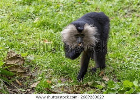 A staring beard monkey with a bell pepper in its hand, monkey, animal, mammal, wanderoo, lion-tailed macaque, Old World monkey