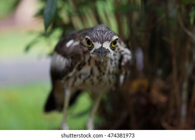 Staring Contest