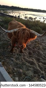 Staring Contest With A Bull