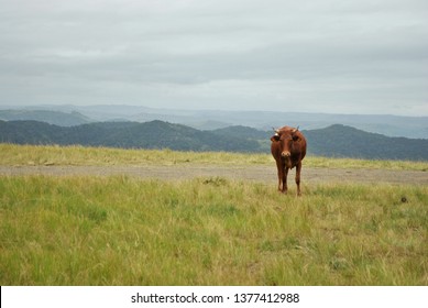 Staring Contest With A Cow