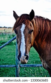 Staring Contest With A Horse